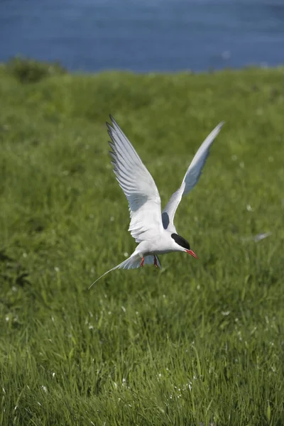 Arktisk tärna, Sterna paradisaea — Stockfoto