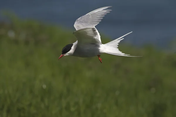 Arktisk tärna, Sterna paradisaea — Stockfoto