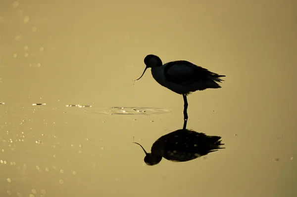 Avocetta, recurvirostra avosetta — Foto Stock