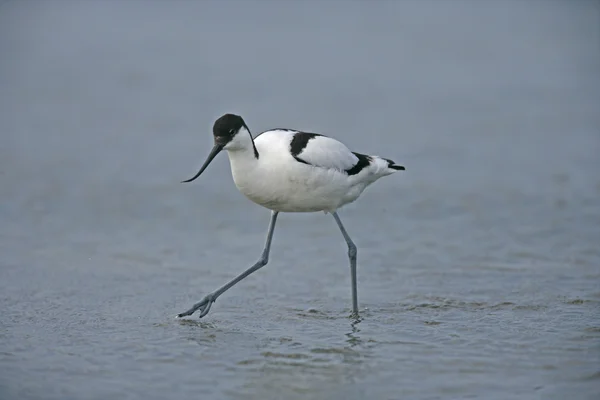 Avocetta, recurvirostra avosetta — Foto Stock