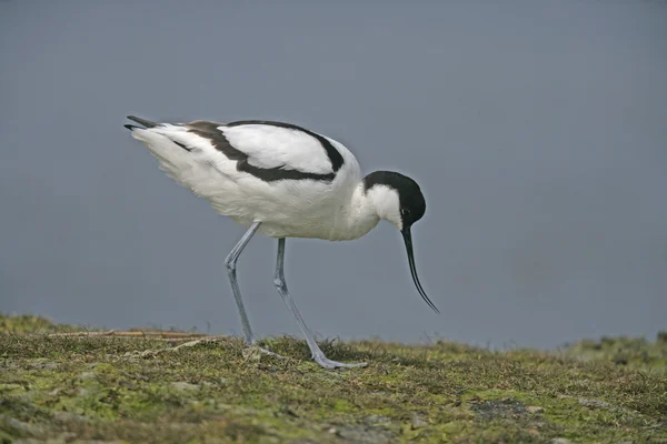 Avocet recurvirostra avosetta — 图库照片