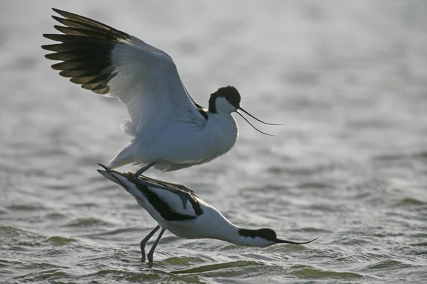 Avocet, Recurvirostra avosetta — стокове фото