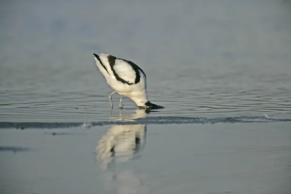 Avocet, Recurvirostra avosetta — стокове фото