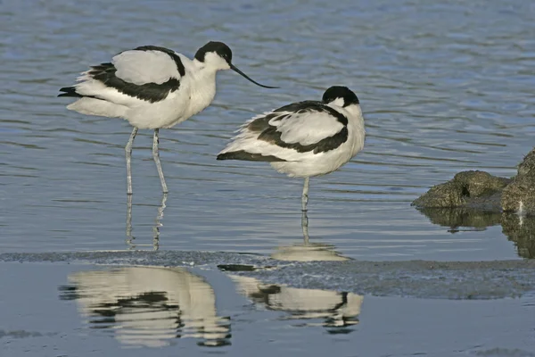 Avocetta, recurvirostra avosetta — Foto Stock