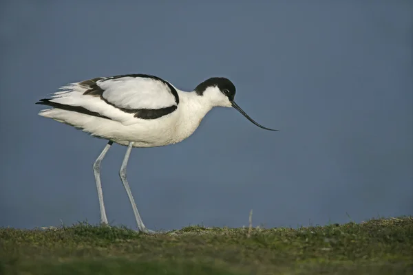 Avocetta, recurvirostra avosetta — Foto Stock