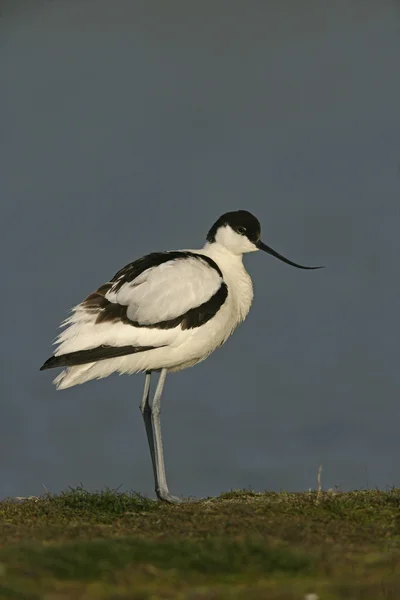 Aguacate, Recurvirostra avosetta —  Fotos de Stock