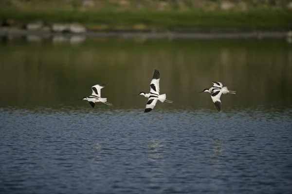 Avocetta, recurvirostra avosetta — Foto Stock