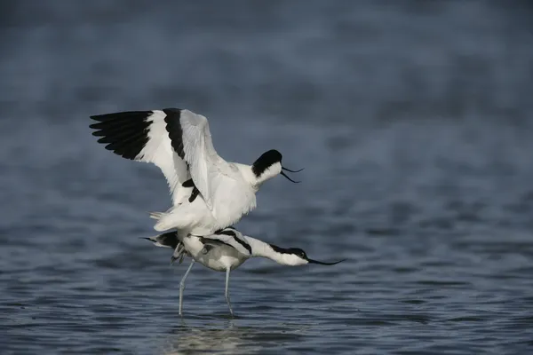 Avocet recurvirostra avosetta — 图库照片