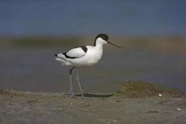 Avocetta, recurvirostra avosetta — Foto Stock