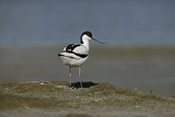 Avocet recurvirostra avosetta — 图库照片