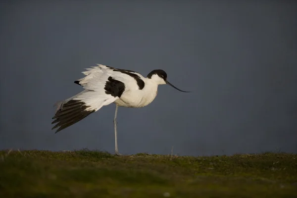 Avocet, 28 лет, Recurvirostra avosetta — стоковое фото