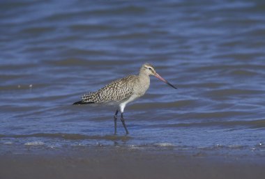 Çubuklu Godwit, Limosa Lapponica