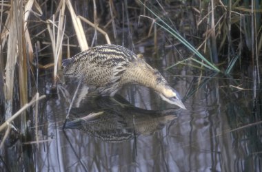Balaban, botaurus stellaris