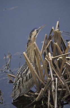 Balaban, botaurus stellaris