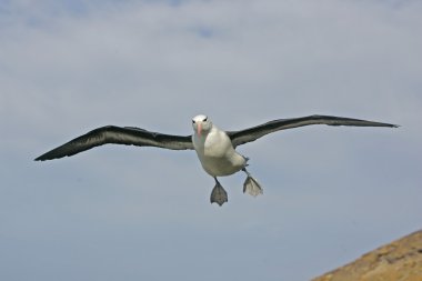 Black-browed albatross, Diomedea melanophris clipart