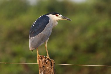 gece balıkçılı, nycticorax nycticorax kara tepeli