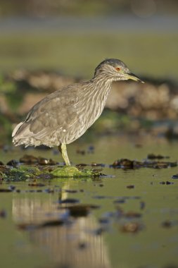 gece balıkçılı, nycticorax nycticorax kara tepeli