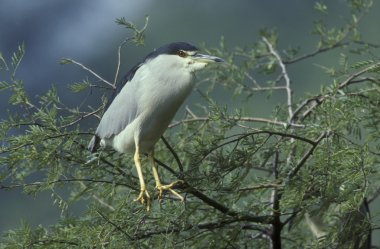 gece balıkçılı, nycticorax nycticorax kara tepeli