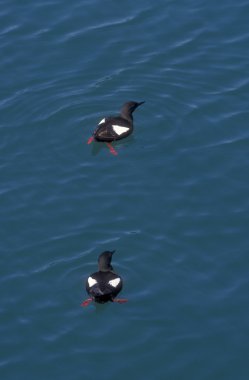 siyah guillemot, cepphus grylle