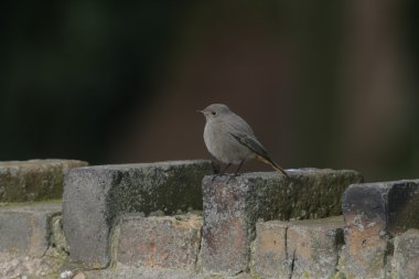 Siyah kızılay, Phoenicurus ochruros