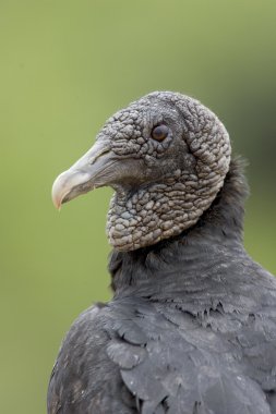 Kara akbaba, coragyps atratus