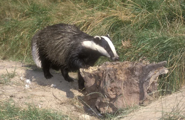 Grävling, meles meles — Stockfoto