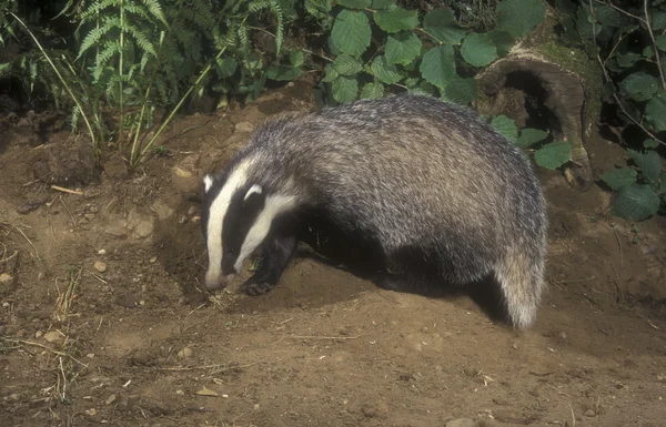 Badger, Meles meleleh — Stok Foto