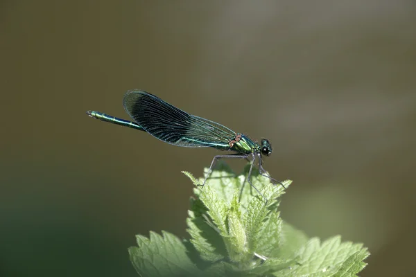 Bandas demoiselle, calopteryx splendens — Foto de Stock