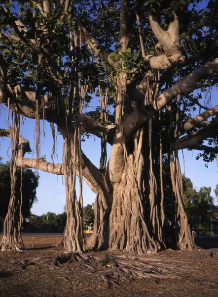 バオバブの木、adansonia digitata, — ストック写真