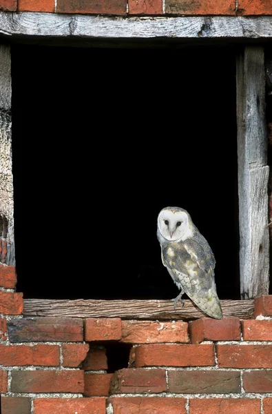 Coruja de celeiro, Tyto alba — Fotografia de Stock