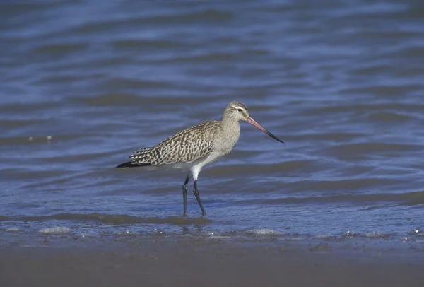 Barevný Godwit, Limosa lapponica — Stock fotografie