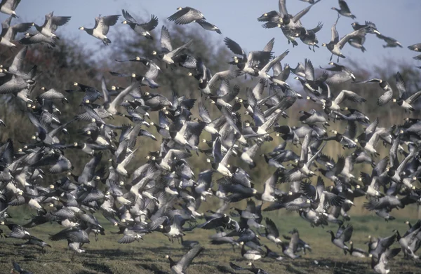 白额黑雁，branta leucopsis — 图库照片