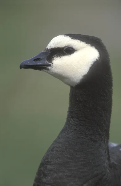 Brandgans, Branta leucopsis — Stockfoto