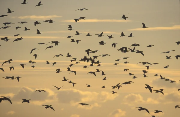 Havstulpangås, Branta leukopsis — Stockfoto