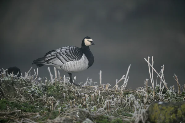 Havstulpangås, Branta leukopsis — Stockfoto