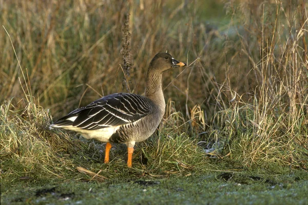 Bean goose, Anser fabalis — Stock Photo, Image