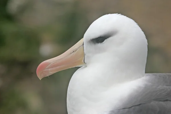 マユグロアホウドリ、ディオ メディア melanophris — ストック写真