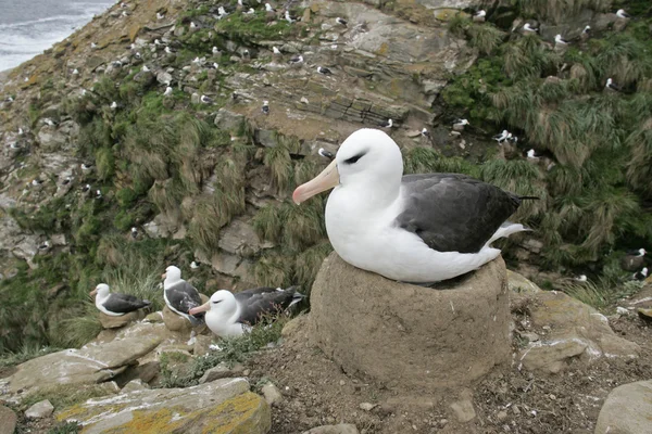 Czarny białobrewy albatrosa, diomedea melanophris — Zdjęcie stockowe