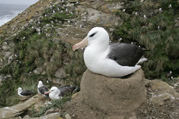 Czarny białobrewy albatrosa, diomedea melanophris — Zdjęcie stockowe