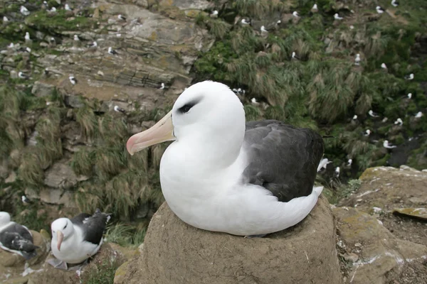 Czarny białobrewy albatrosa, diomedea melanophris — Zdjęcie stockowe