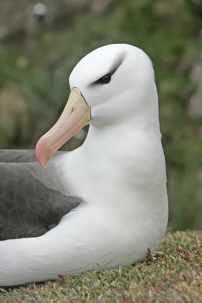Czarny białobrewy albatrosa, diomedea melanophris — Zdjęcie stockowe