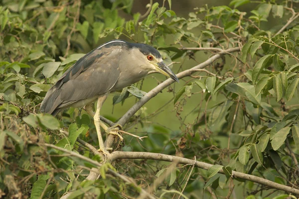 黒戴冠ゴイサギ、nycticorax nycticorax — ストック写真