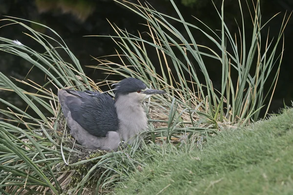 Gece balıkçılı, nycticorax nycticorax kara tepeli — Stok fotoğraf