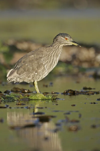 Paví noční heron, nycticorax nycticorax — Stock fotografie