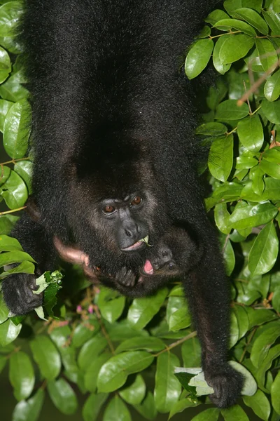 Černá kiks opice alouatta pigra — Stock fotografie