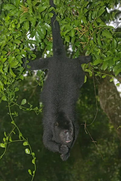 黒ハウラー猿、ホエザル pigra — ストック写真