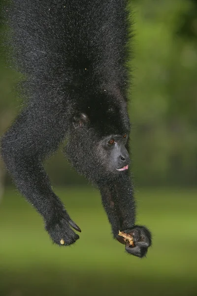 Macaco-uivo-preto, Alouatta pigra — Fotografia de Stock