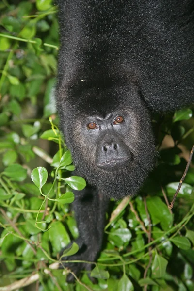 검은 고 함 원숭이 원숭이, alouatta pigra — 스톡 사진