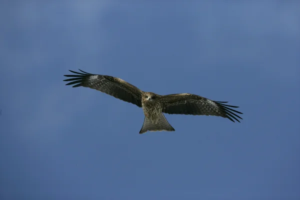 Nibbio dalle orecchie nere, Milvus migrans lineatus — Foto Stock