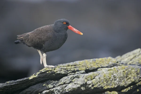 Black oystercatcher, Haematopus bachmani, — Stock Photo, Image